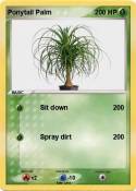 Ponytail Palm