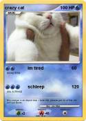 crazy cat
