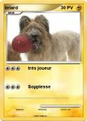 briard