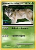 husky croisé