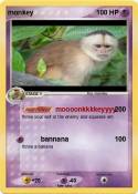 monkey