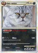 Gato senior