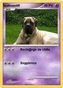 bullmastiff