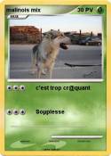 malinois mix