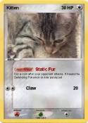 Kitten