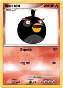Black bird
