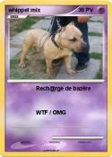 whippet mix