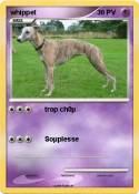 whippet