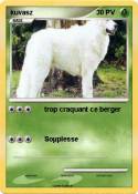 kuvasz