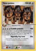 Three yorkies