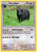Black Bear