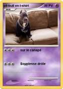 pit-bull en