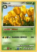 Tulip