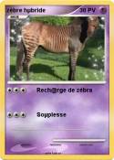 zèbre hµbride