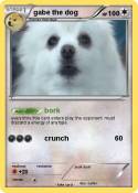 gabe the dog