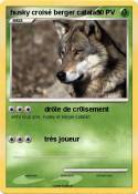 husky croisé