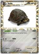 Turtle