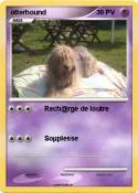 otterhound