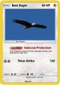Bald Eagle