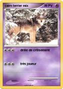 cairn terrier
