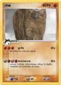 chat