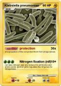 Klebsiella pneu