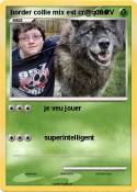 border collie
