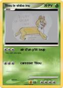 Tilou le shiba
