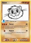Ferret