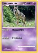 cairn terrier