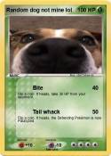 Random dog not