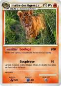 maitre des tigr