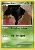 border collie
