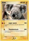koala