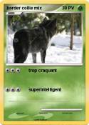 border collie