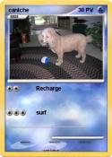 caniche
