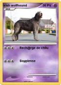irish wolfhound