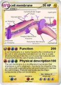 cell membrane