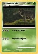 border collie