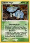 Lactarius