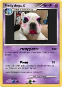 Pretty dog