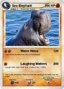 Sea Elephant