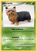 silky terrier