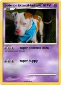 podenco ibiza-p