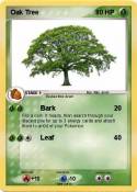 Oak Tree
