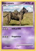 dogo canario