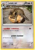 potato cat
