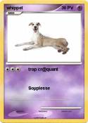 whippet