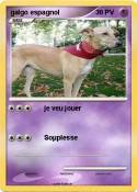 galgo espagnol
