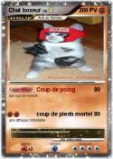 Chat boxeur